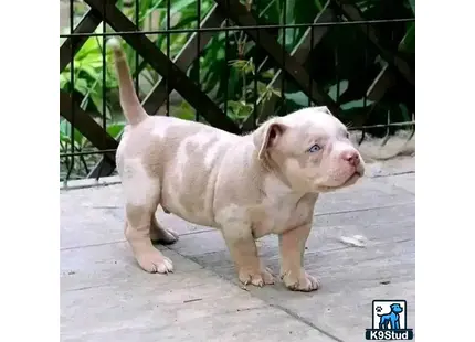 a small white american bully puppy